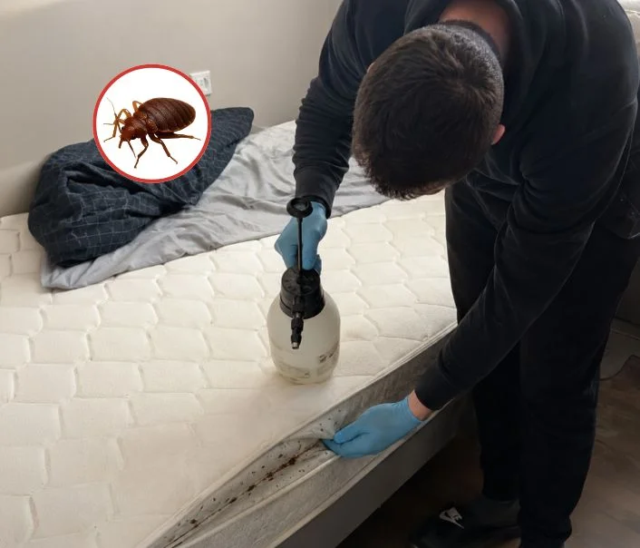 Technicien traitant un matelas contre les punaises de lit à Videlles